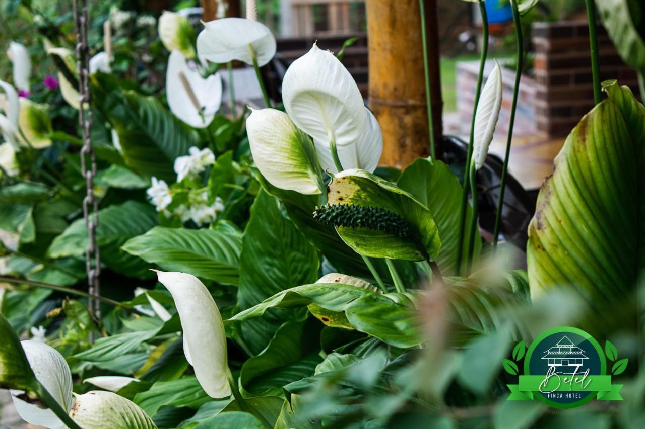 Finca Hotel Betel San Carlos Ngoại thất bức ảnh